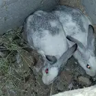 بيع ارانب وحمام