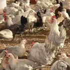 دجاج فيومي المونيوم بشاير اعمار 3 شهور
