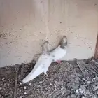 جوز باكستاني لاكا بطل