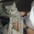 قطه للبيع صبيا
