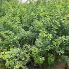 شتلات لوز طول 1.5 متر