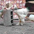 ديك برهما للبيع العمر 4 شهور