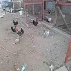 ديوك ودجاج بلدي
