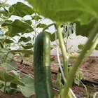 فلين خيار تسميد بلدي وعضوي جملة 5 ريال لفترة محدودة