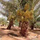 نخل اخلاص مثمر فسائل ونقايل