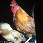 ديك بلدي اصيل