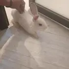 أرنب للبيع