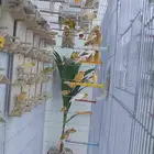 مجموعه كناري