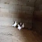 زوجين حمام فرنسي فاخر