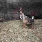 جوز وز_الطرف.