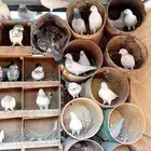 حمام هندي اجواز منتج تقريينا 40 او 43 جوز للبيع الفروخ خارج