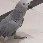 بغبغاء كاسكو