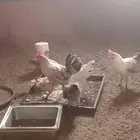 دجاج بلدي حقيقي مهو فقاصه