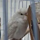 زوج بادجي انجليزي