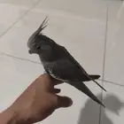 كروان كوكتيل هولندي