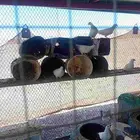 حماممشكل وحمام فرنسي للبيع