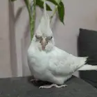 كروان اليف (تم البيع)