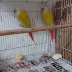 جوز صن شيك للبيع