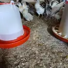 كتاكيت دواجن