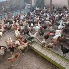 دجاج بياض محصن