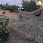 حيوانات للبيع