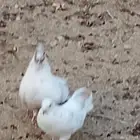 للبيع حمام هجين رقاص المجارده
