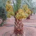 نخل خلاص برحي سكري