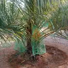 نخل برحي نبوت سلطان