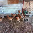 دجاج تركي جروم فاخره