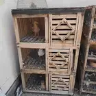 محاكر حمام قفص