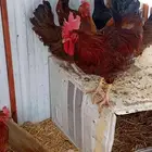 ديك ودجاج فرنسي احمر