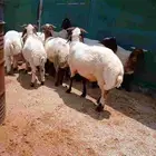 طليان نعيمي