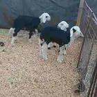 خروفين ورخل