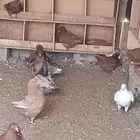 البيع كنوق