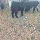 تيوس للبيع العلا