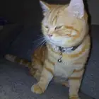 بسه للتبني