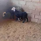 نعجة معها رخله