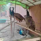 عدد 2 زوج طاووس العمر سنه