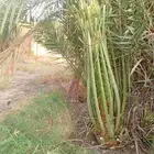 يوجد الدنيا نخل للبيع