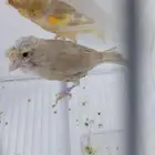 زوج كناري بفروخه ( تم البيع )