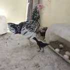 دجاجة باكستانيه فوليا