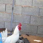 ديك ابيض للبيع