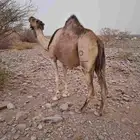 نياق للبيع ماشاء الله تبارك الله خوات بعض واحد ناب واحده سدس