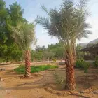 نخل للبيع جميع النواع انخل العربي سكري إخلاص برحي صقعي مجدول