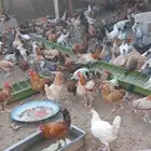 دجاج بياض صحه ماشاءالله تبارك الله محصن