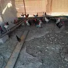 ديك للبيع العدد40