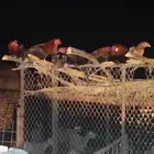 دجاج باكستاني تربية بر مع الغنم