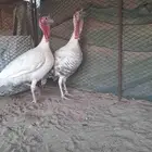 ديكين رومي فاخر