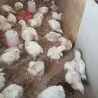 للبيع صوص لاحم روس 308