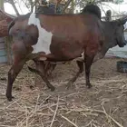 بقر